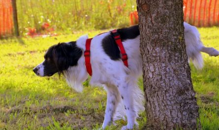 dreaming of a dog urinating