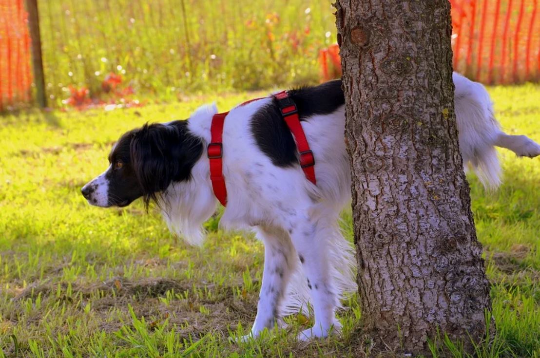 dreaming of a dog urinating