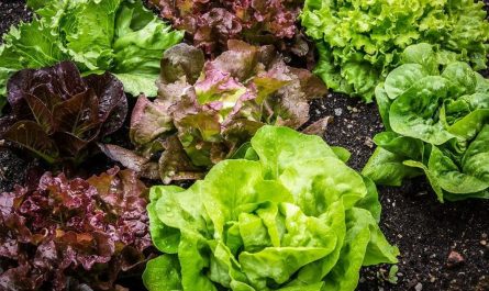 dreaming of lettuce