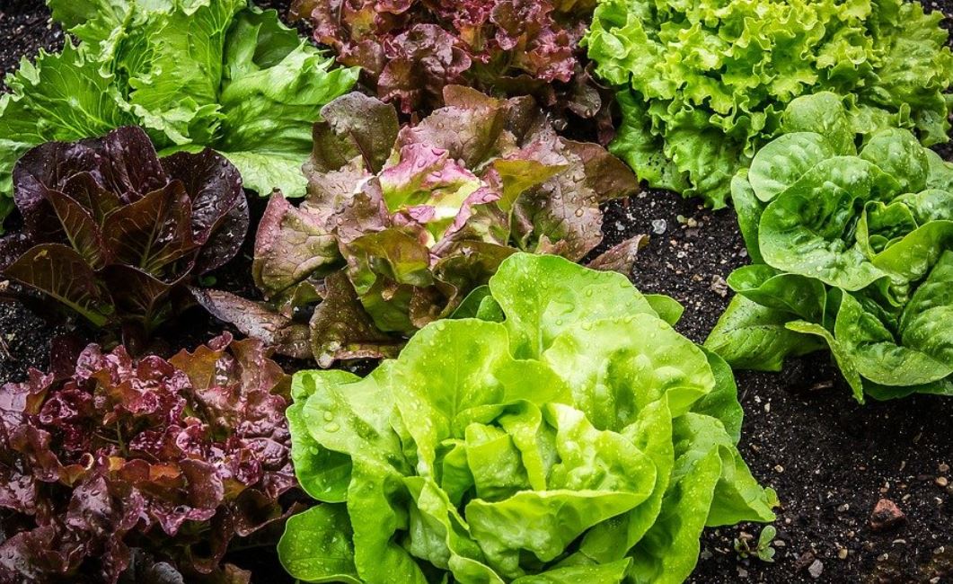 dreaming of lettuce