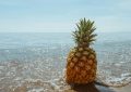 dreaming of pineapple