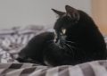 dreaming of a black cat