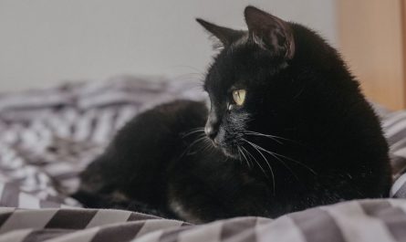 dreaming of a black cat