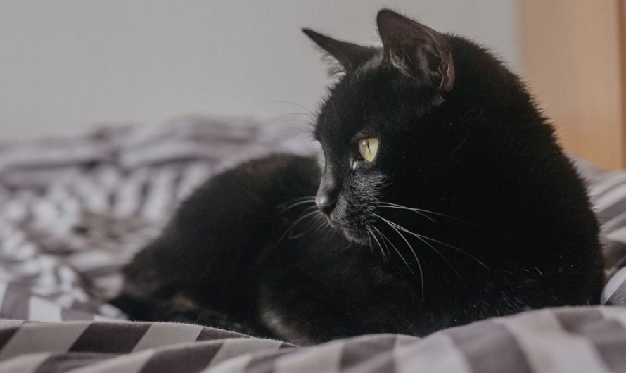 33 symbolic meanings of dreaming of a black cat
