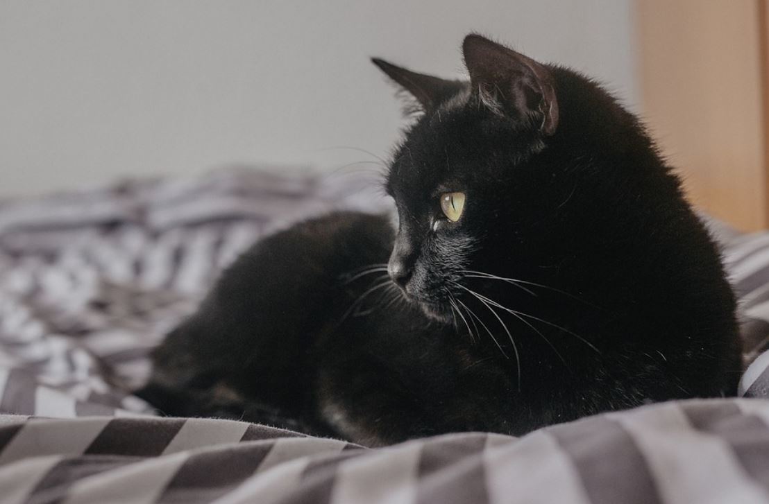 dreaming of a black cat