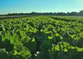 dreaming of a vegetable garden