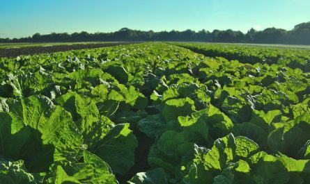 dreaming of a vegetable garden