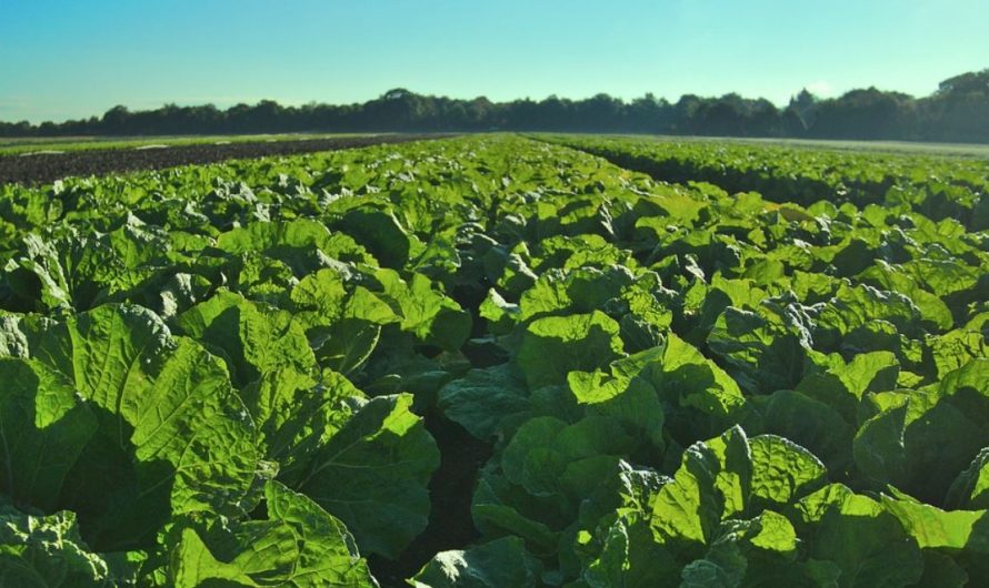 21 symbolic meanings of dreaming of a vegetable garden