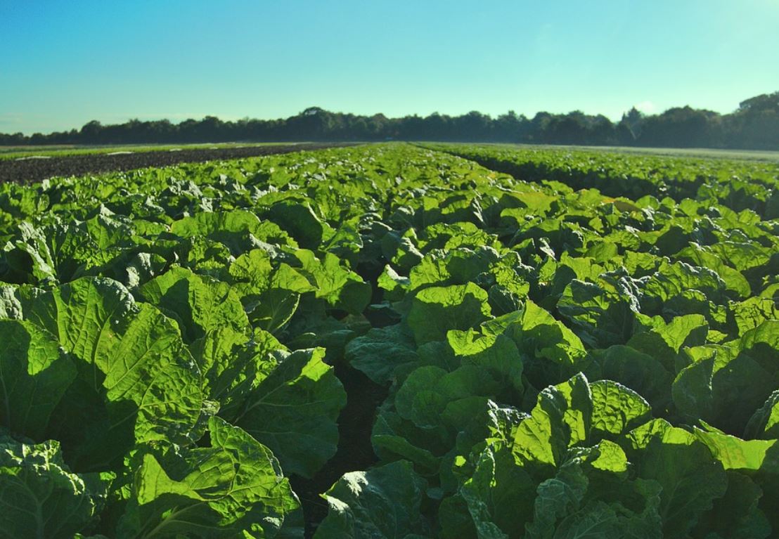 dreaming of a vegetable garden