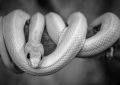 dreaming of a white snake