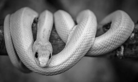 dreaming of a white snake