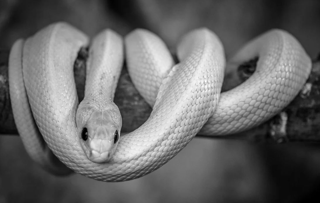 dreaming of a white snake