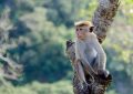 dreaming of monkeys