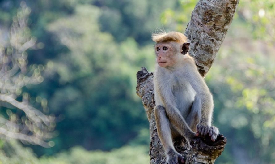 31 symbolic meanings of dreaming of monkeys