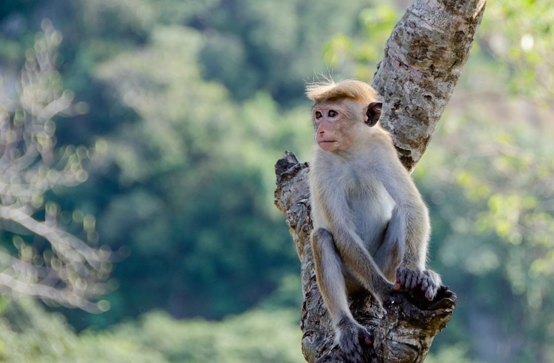 dreaming of monkeys