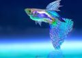 dreaming of fish