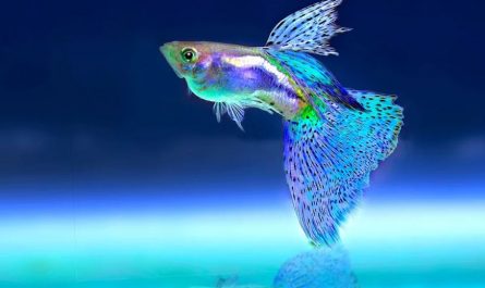 dreaming of fish