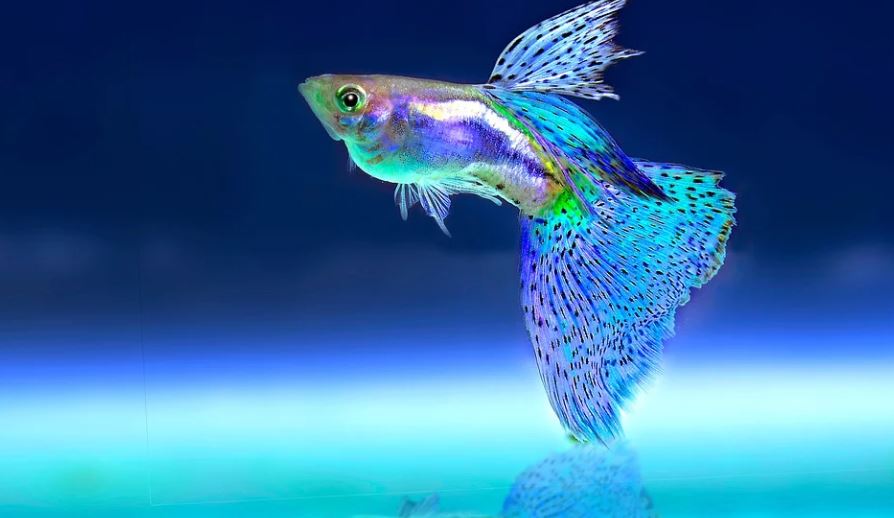 dreaming of fish