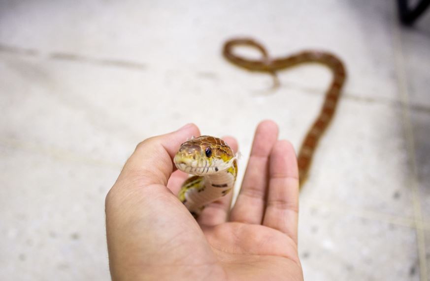 dreaming of killing snakes