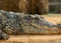 dreaming of crocodiles