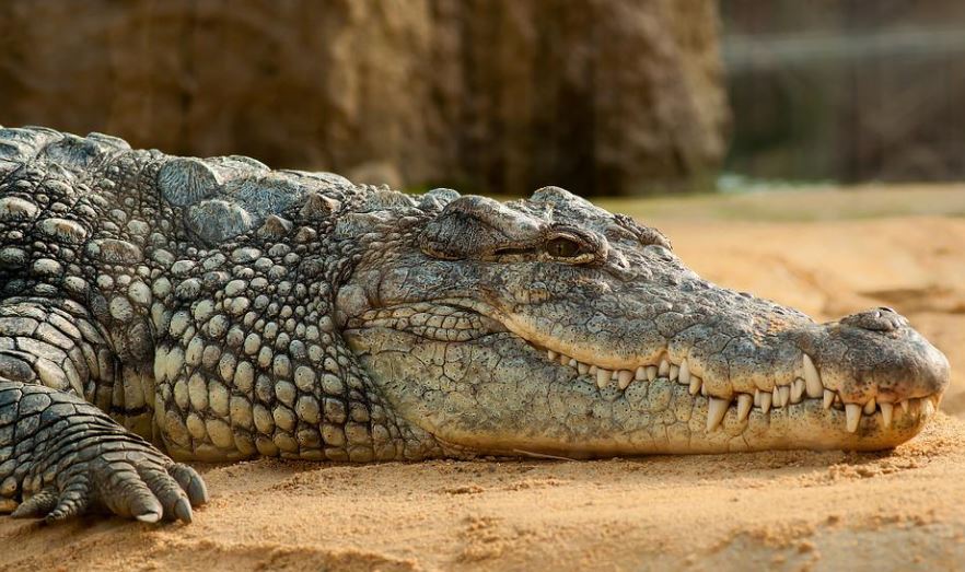 dreaming of crocodiles