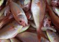 dreaming of fish dying
