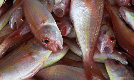 dreaming of fish dying