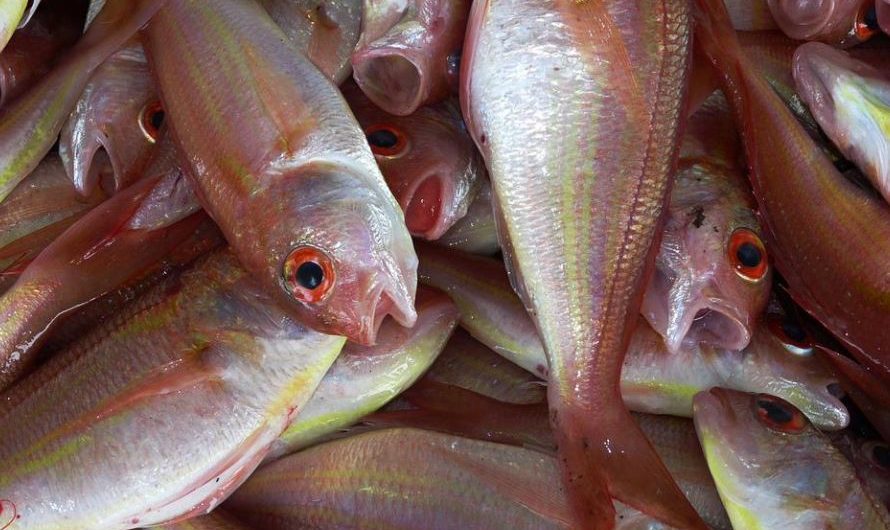 16 symbolic meanings of dreaming of fish dying