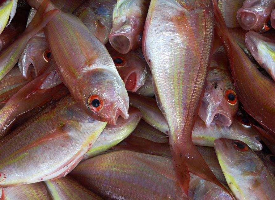dreaming of fish dying