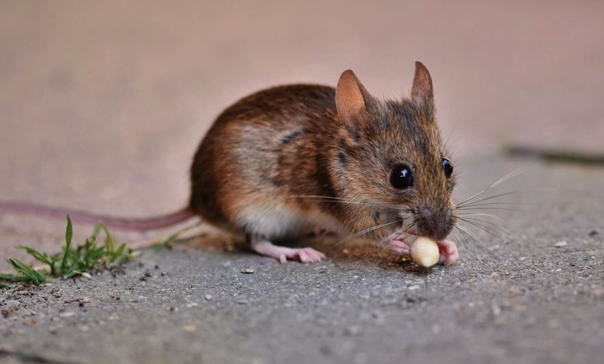 25 symbolic meanings of dreaming of mouse
