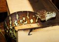 dreaming of a two headed snake