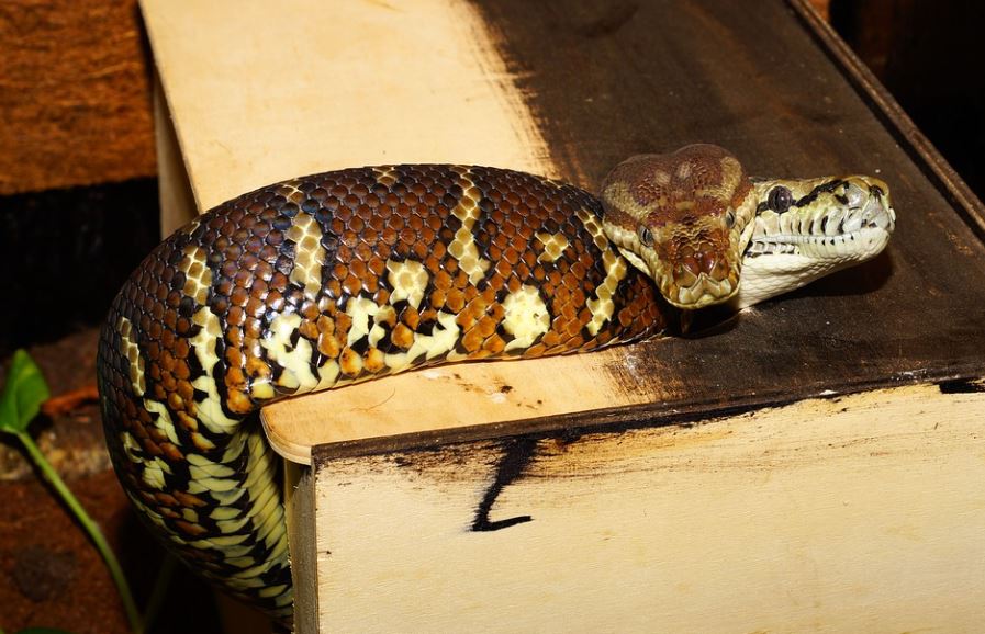 dreaming of a two headed snake