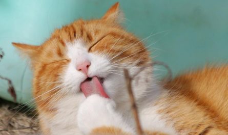 dreaming of cats