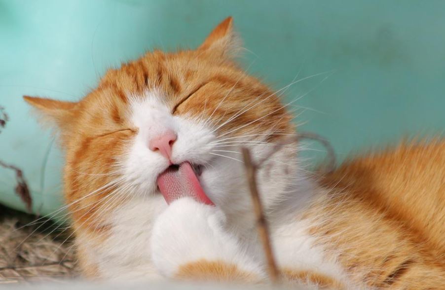 dreaming of cats