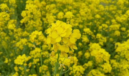 dreaming of yellow flowers