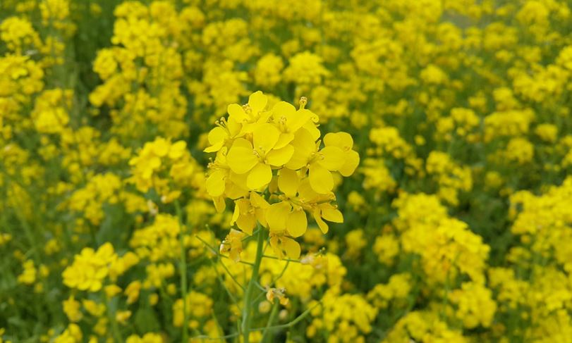 dreaming of yellow flowers
