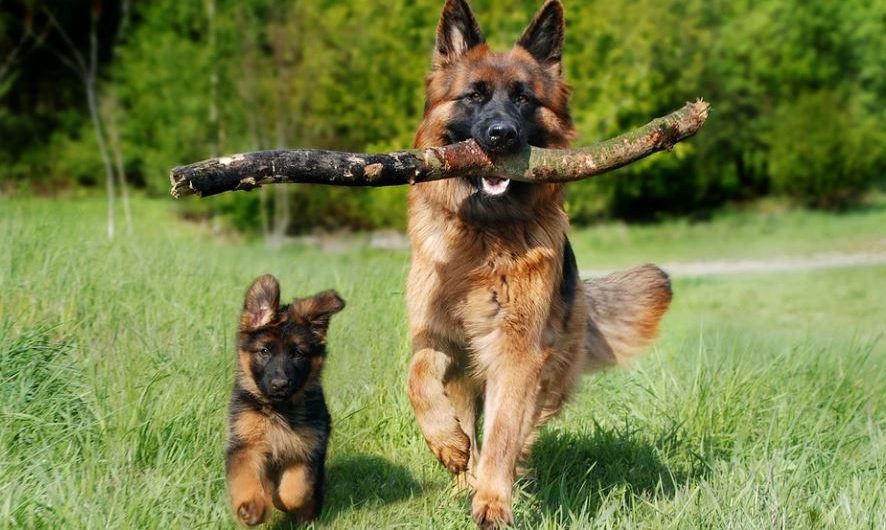 11 symbolic meanings of dreaming of a dog giving birth to a child