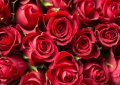 dreaming of red flowers