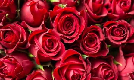dreaming of red flowers