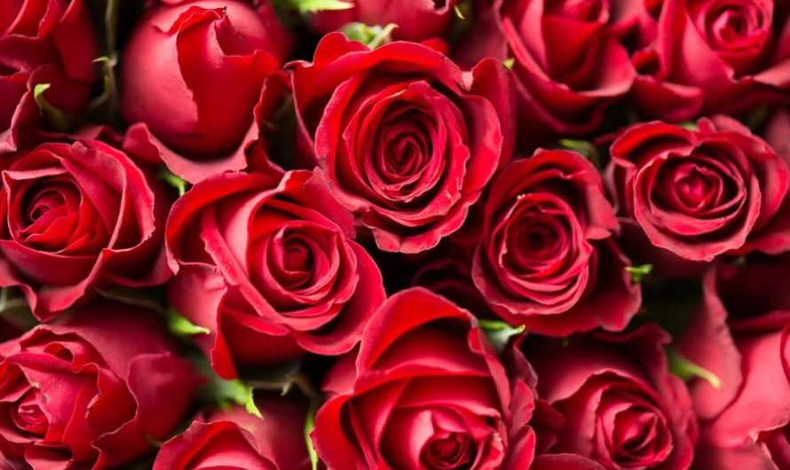 41 symbolic meanings of dreaming of red flowers