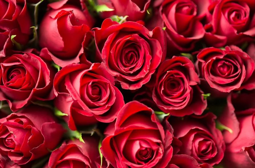 dreaming of red flowers