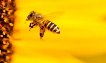 dreaming of bees