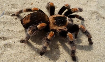dreaming of tarantula