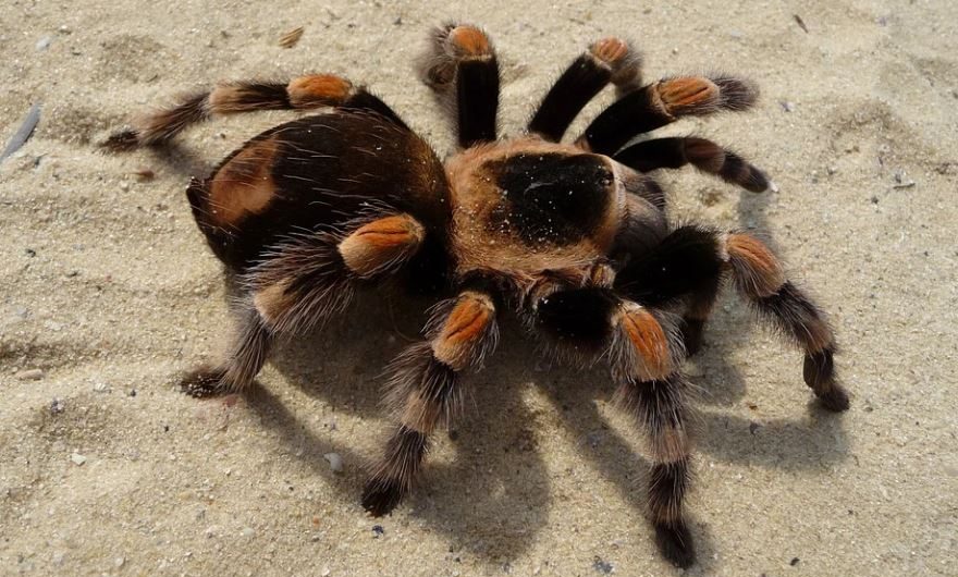 14 symbolic meanings of dreaming of tarantula