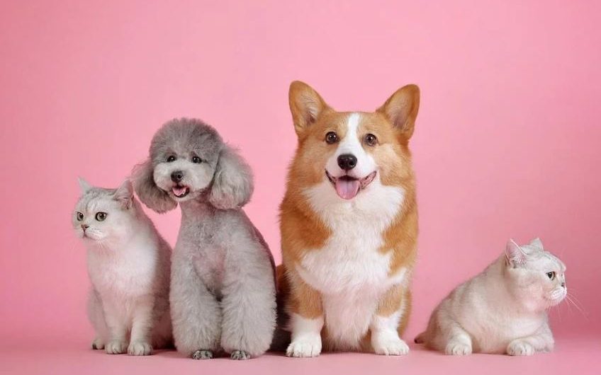 14 symbolic meanings of dreaming of dogs and cats