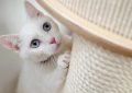 dreaming of a white cat