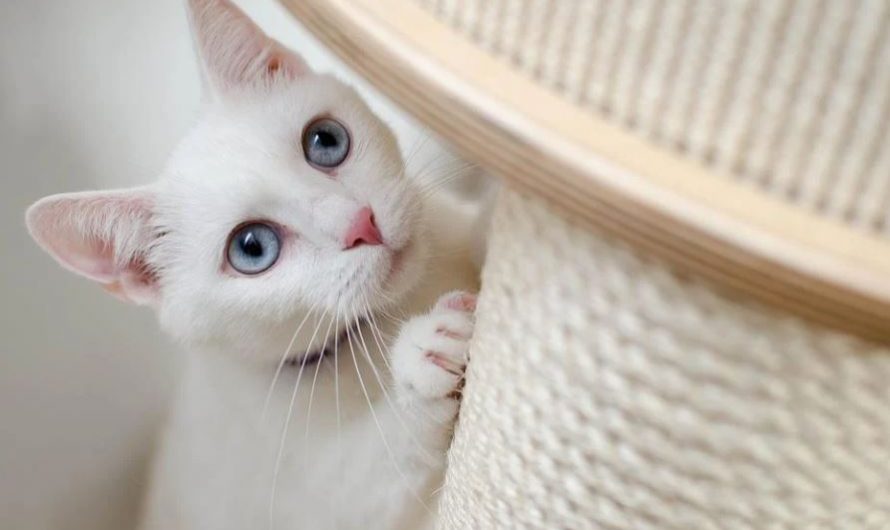 31 symbolic meanings of dreaming of a white cat