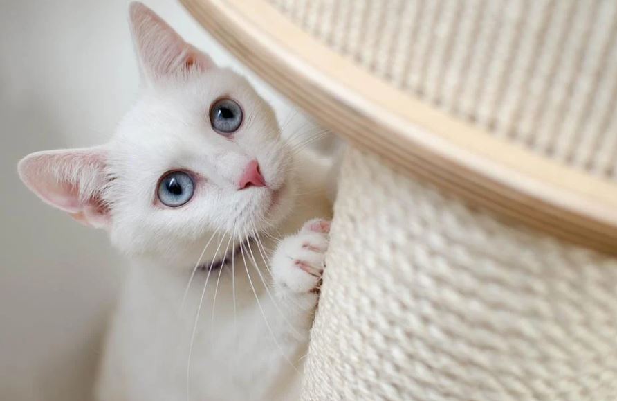dreaming of a white cat