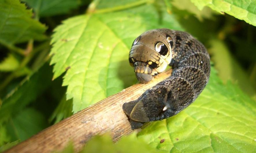 12 symbolic meanings of dreaming of maggots