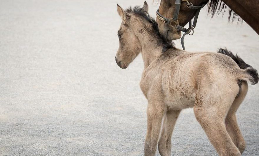 11 symbolic meanings of dreaming of a pony